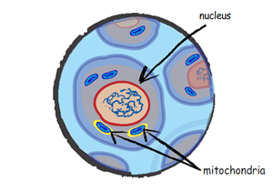 NueL1WJaM6iqh9-EuKE2qg_mitochondriaincell.png