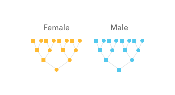 An illustration of how autosomal DNA is passed from recent ancestors