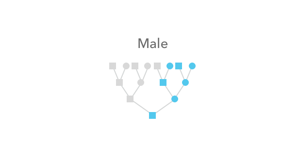 The lineage of how a male inherits the x chromosome
