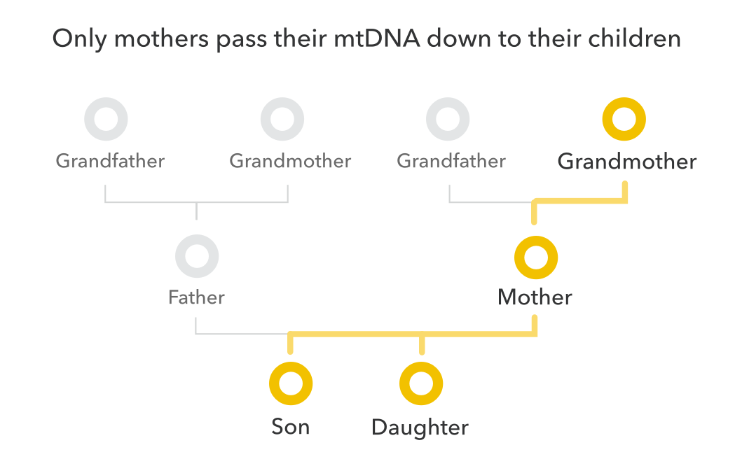 Illustration of how mtDNA is passed between generations