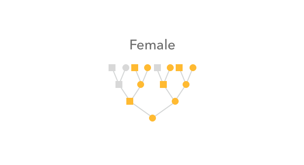 Pedigree of ancestors who could have contributed to a female's X chromosome