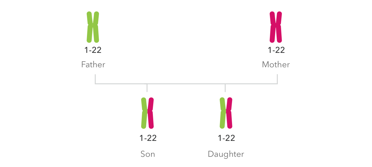 Do women share more than 25% DNA with a paternal grandmother