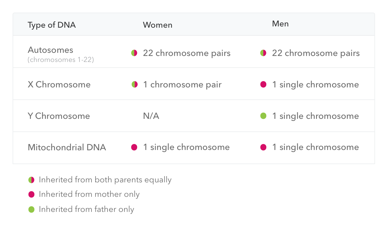 A table with each type of DNA and from which parent each sex inherited that type of DNA